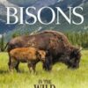Bisons In The Wild West